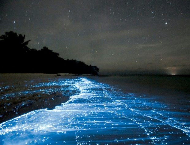 Milky sea- Bioluminescent, Lakshadweep