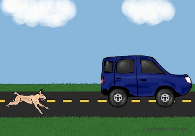 Dog Chasing Car