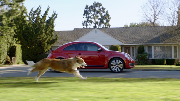 Dog Chasing Car2