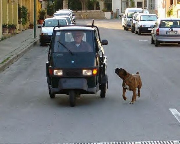 Dog chasing vehicle