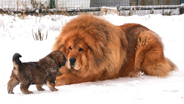 Tibetan Mastiff With small dog