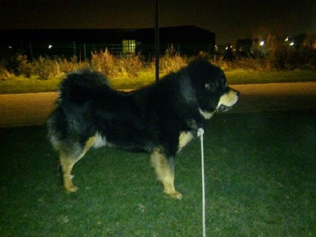 Tibetan Mastiff at night