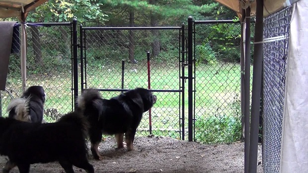 Tibetan Mastiffs inside fence