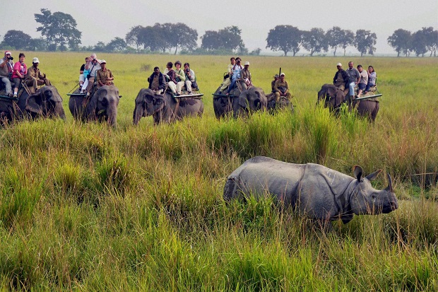 Kaziranga: Tourists riding on elephants look at the one-horned Rhinoceros at the Kaziranga National park in Guwahati, Assam on Friday. The park was reopened for tourists on Friday. PTI Photo (PTI11_1_2013_000036A)