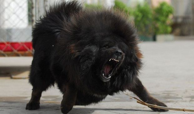 Angry Tibetan Mastiff