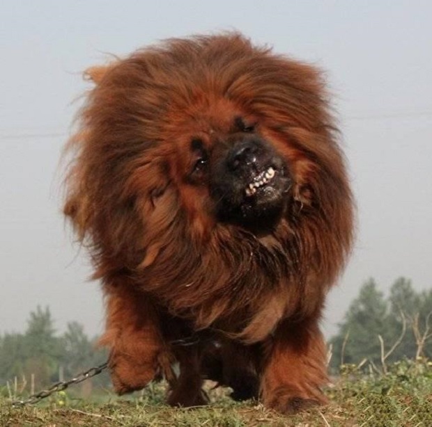 Fierce Tibetan Mastiff