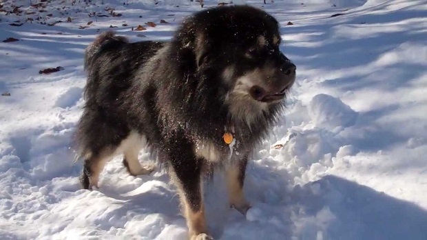 Tibetan Mastiff In Snow