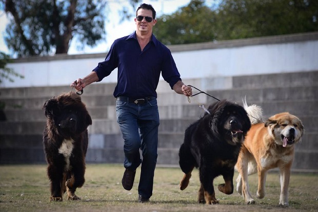 Tibetan Mastiff on walk