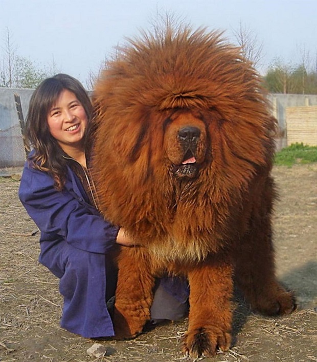 Tibetan Mastiff with master