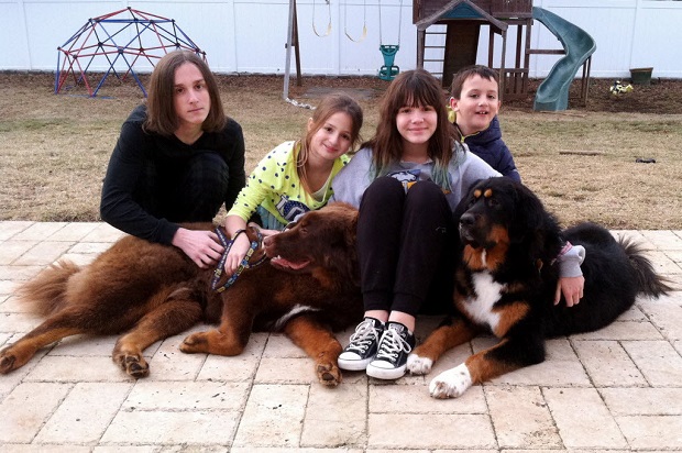 Tibetan mastiffs with family