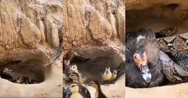 Watch: Mother Duck Sacrifices Her Life To Protect Her Babies From Snake