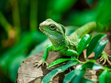 What Kinds Of Food Do You Feed Your Reptiles?