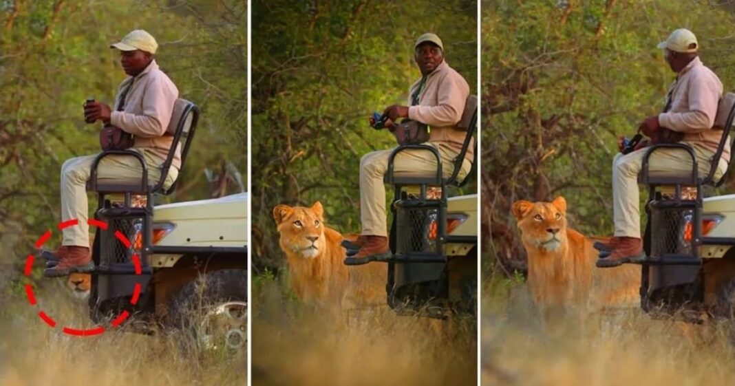 why do lions not attack safari vehicles
