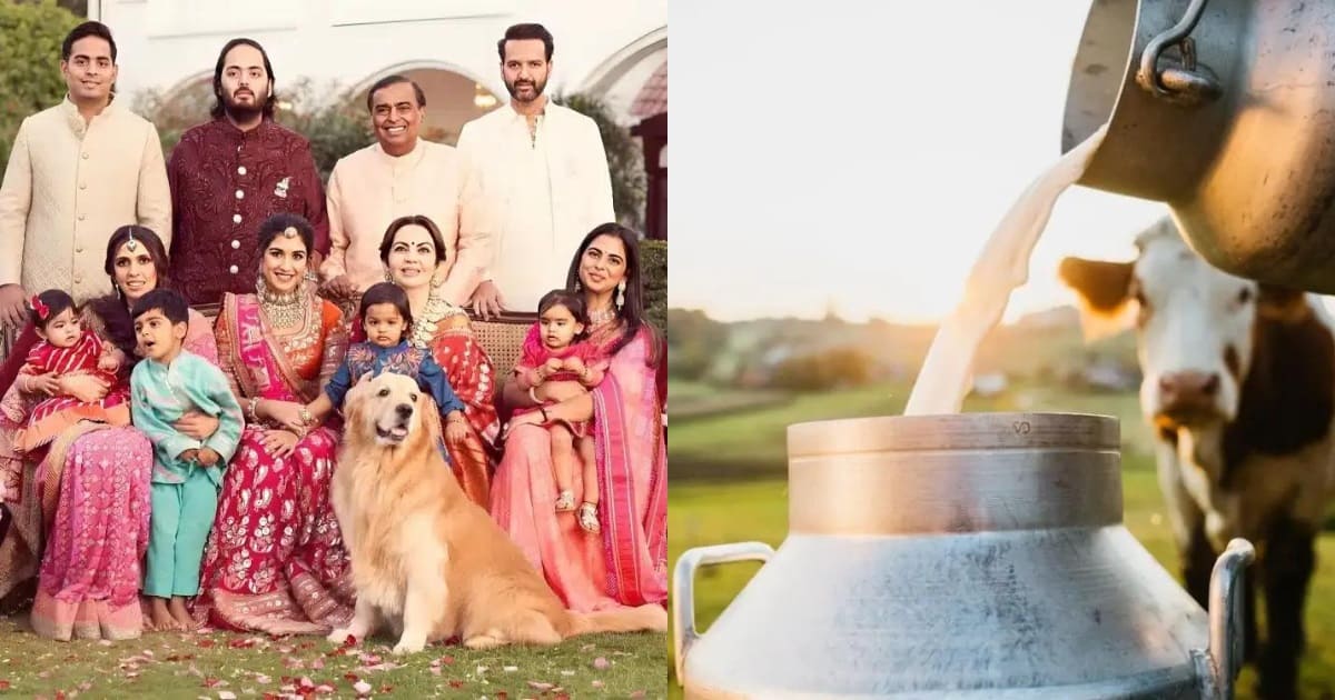 Ambani Family Drinks Milk From This Cow Breed Every Day