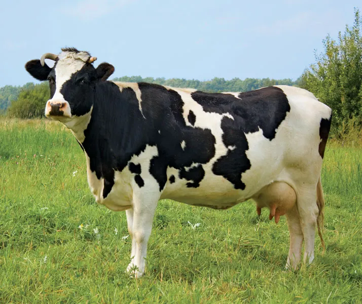Holstein-Friesian Breed