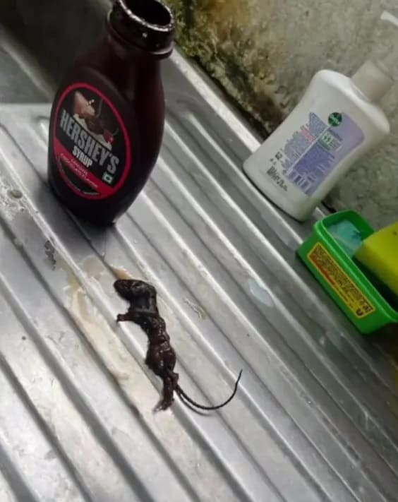 dead mouse in Hershey syrup